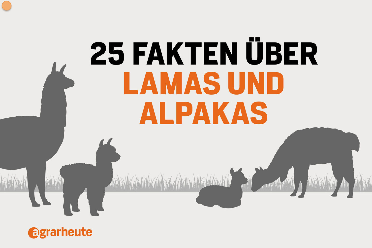 25 Fakten ber Lamas und Alpakas agrarheute 10 2021